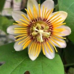 Yellow Passion Flower Vine Live Plant - 4-6 Inch Fragrant Passiflora
