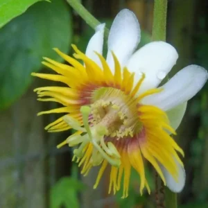 Yellow Passion Flower Vine Live Plant - 4-6 Inch Fragrant Passiflora