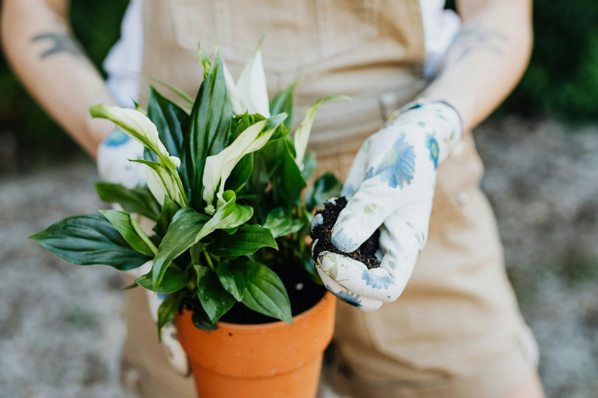 dad plants for father's day - garden nursery