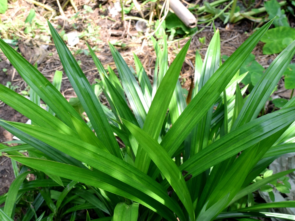 panda plant outdoor