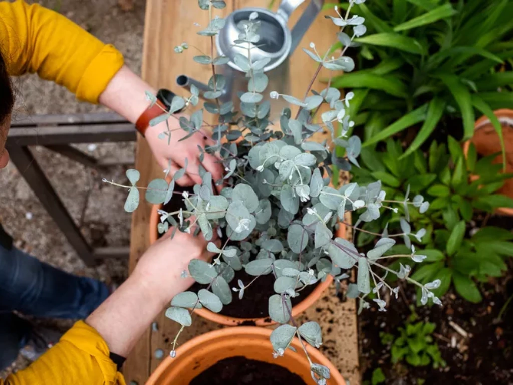 growing eucalyptus
