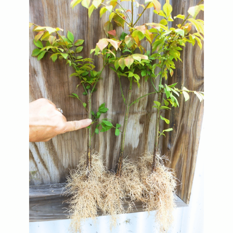 10 Dwarf Burning Bush Bare Root Plants, Hardy Burning Shrubs for Planting Outdoor - Image 5