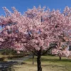 Akebono Cherry Tree - Pink Flower Plant - 6 to 10'' Tall Cherry Blossom