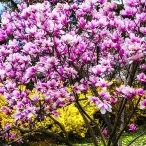 Ann Magnolia Tree Live Plant 6-12'' Tall Fragrant Well Rooted