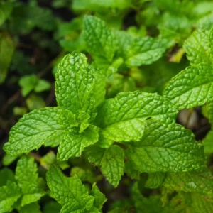 Apple Mint Plant Live Herb Outdoor Planting 4-7 Inches