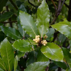 Bay Leaf Plant Live - Sweet Bay Laurus Nobilis Tree 5-9'' Tall