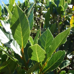 Bay Leaf Plant Live - Sweet Bay Laurus Nobilis Tree 5-9'' Tall