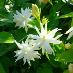 Belle of India Jasmine Plant - Live Climbing Flower Plant 4-8'' Tall