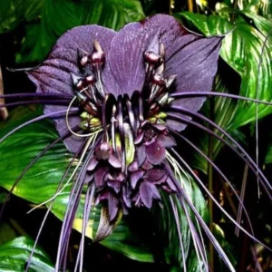 Black Bat Flower Plant - Exotic Black Orchid Houseplant 5-9 inch - Rare Blooms
