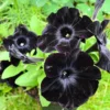 Black Petunia Plants Live - 2-5" Plugs - Rare Black Petunia Flowers