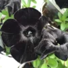 Black Petunia Plants Live - 2-5" Plugs - Rare Black Petunia Flowers