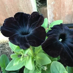 Black Petunia Plants Live - 2-5