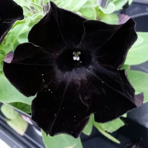 Black Petunia Plants Live - 2-5