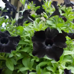 Black Petunia Plants Live - 2-5
