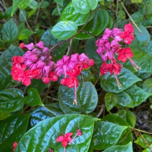 Bleeding Heart Vine Live Plant 5-9'' - Red Purple Clerodendrum for Garden