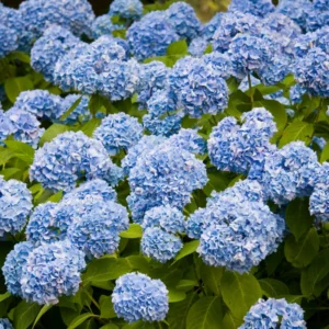 Blue Hydrangea Plant Live Shrub 6-10 Inch Tall Potted