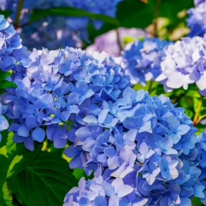 Blue Hydrangea Plant Live Shrub 6-10 Inch Tall Potted