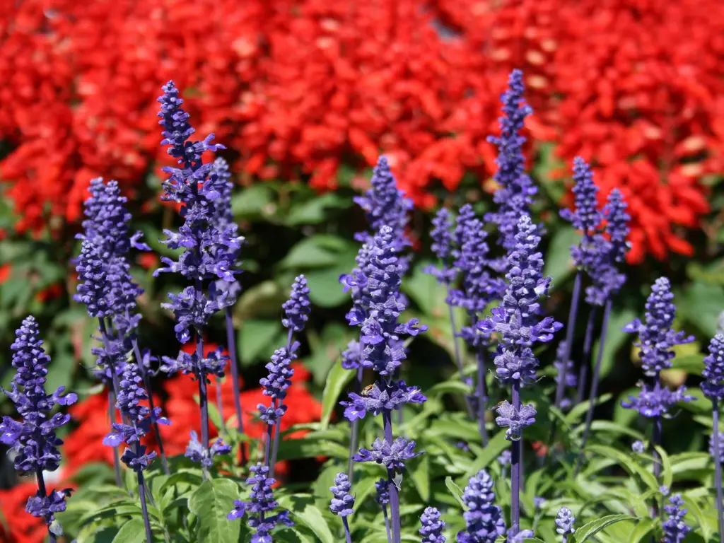Blue Salvia (Salvia farinacea)