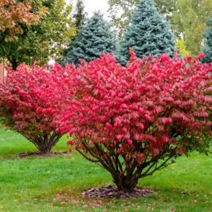Burning Bush Shrub Dwarf Live Plant 6-10 Inches - Fall Color