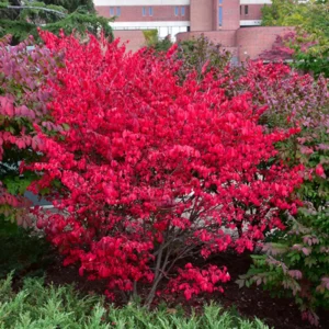 Burning Bush Shrubs - 10 Dwarf Live Plants - 6-10'' Bare Roots - Fall Color