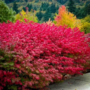 Burning Bush Shrubs - 10 Dwarf Live Plants - 6-10'' Bare Roots - Fall Color