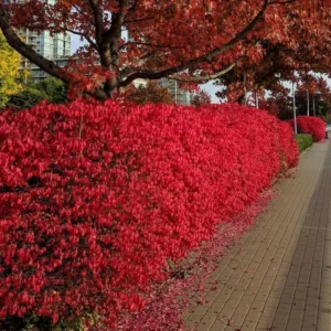 Burning Bush Shrubs - 10 Dwarf Live Plants - 6-10'' Bare Roots - Fall Color