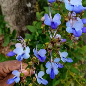 Clerodendrum Blue Butterfly Plant, 4-8'' Perennial Starter Plant