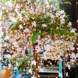 Clerodendrum Wallichii Plant Live - White Chain of Glory Vine 5-9'' Flowering Vine