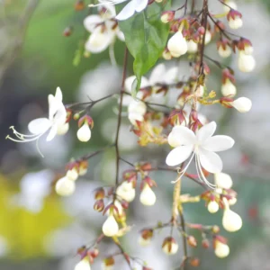 Clerodendrum Wallichii Plant Live - White Chain of Glory Vine 5-9'' Flowering Vine