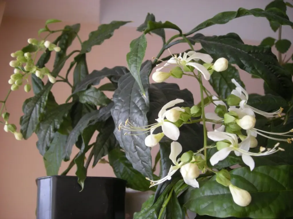 Clerodendrum Wallichii, commonly known as the glorybower or blue butterfly bush, is a tropical flowering plant renowned for its vibrant blue flowers and lush foliage.