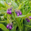 Comfrey Roots Set of 10 - Garden Plant Starters