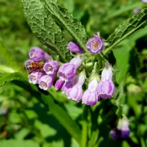 Comfrey Roots Set of 10 - Garden Plant Starters