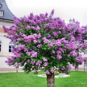 Common Lilac Tree Live Plant - Purple Flowers - 6-9 Inches Outdoor Growing