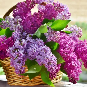 Common Lilac Tree Live Plant - Purple Flowers - 6-9 Inches Outdoor Growing