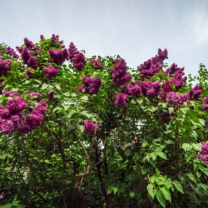 Common Lilac Tree Live Plant - Purple Flowers - 6-9 Inches Outdoor Growing