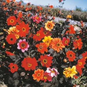 Dahlia Plant Live: 2-5