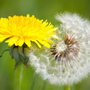 Dandelion Plant Live, Yellow Starter Plant, Outdoor Garden, 5-7'' Tall
