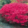 Dwarf Burning Bush Bare Root Plants - 6-12 Inch Hardy Shrubs for Fall Color Landscape Borders
