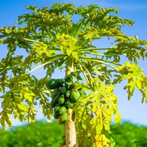 Dwarf Papaya Tree - 7-10 Inch Plant in Half Gallon Pot