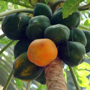 Dwarf Papaya Tree - 7-10 Inch Plant in Half Gallon Pot