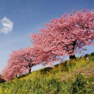Flowering Cherry Tree Live Plant - 2.5 Inch Pot - Pink Blossom Ornamental
