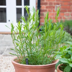 French Tarragon Live Plants - 2 Culinary Herb Tarragon Plants 4-8'' Tall
