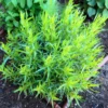 French Tarragon Plants Live - 2 Pcs Herb Garden Plugs 2-5 Inch