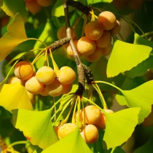 Ginkgo Biloba Tree Sapling - Live Plant 6-8 Inches - Landscape Specimen