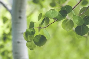 Grow Quaking Aspen Trees