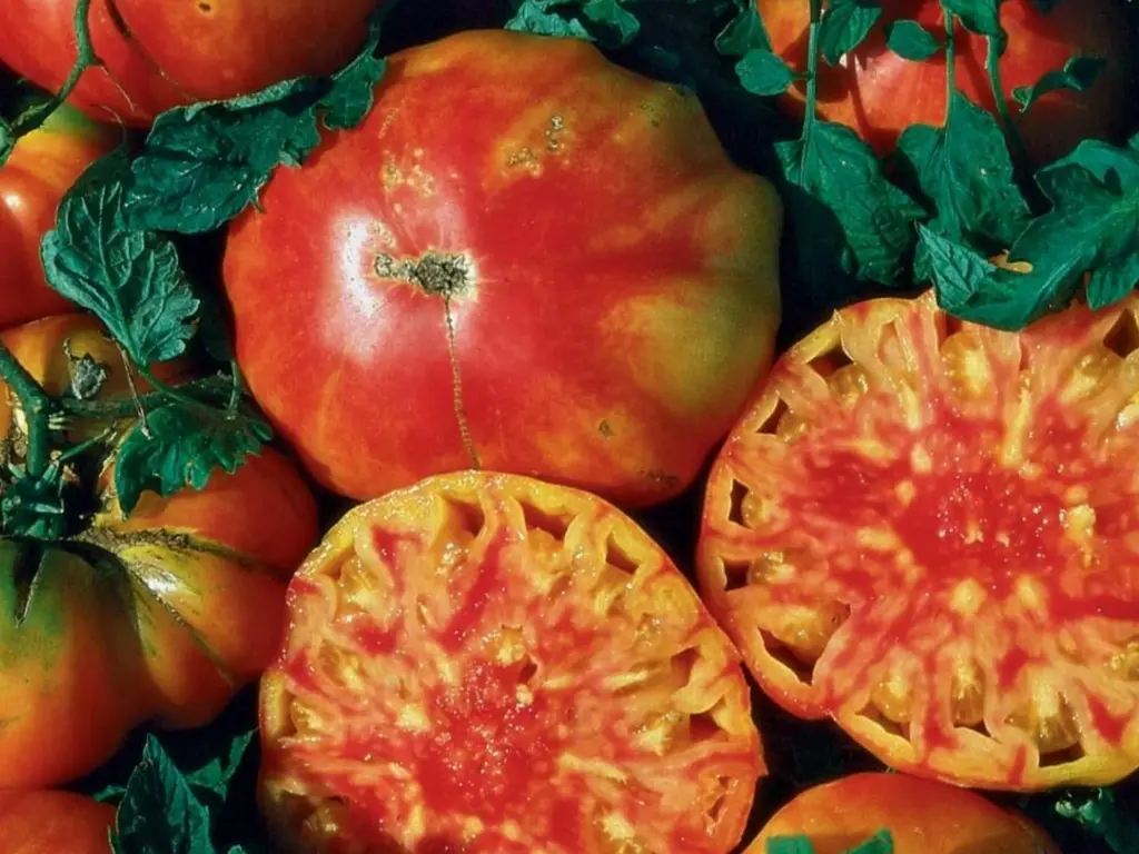 Hillbilly tomatoes