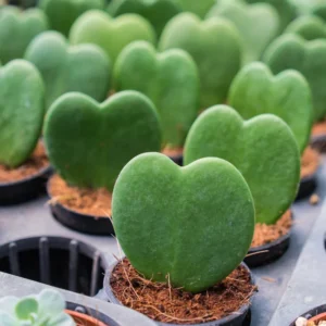 Hoya Heart Plant Live, Hoya Kerii Houseplant 3'' Tall - Indoor/Outdoor