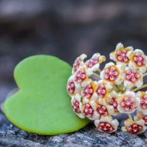 Hoya Heart Plant Live, Hoya Kerii Houseplant 3'' Tall - Indoor/Outdoor