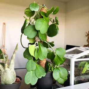 Hoya Heart Plant Live, Hoya Kerii Houseplant 3'' Tall - Indoor/Outdoor