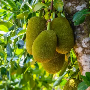 Jackfruit Tree: Tropical Plant Live for Planting - 6-8 Inches